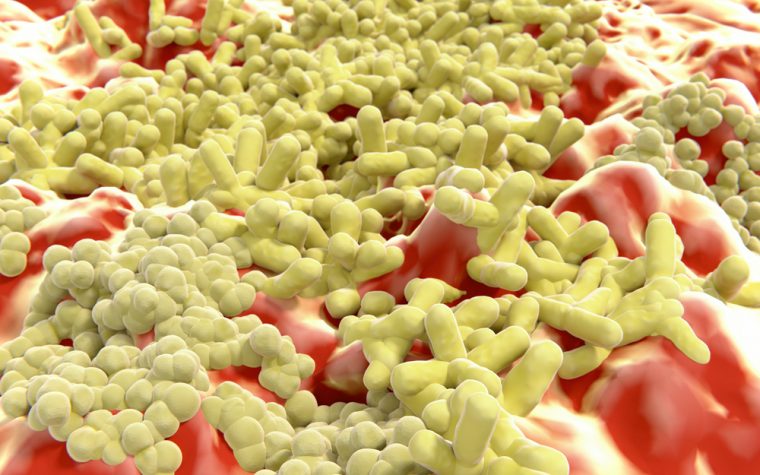 Drug-resistant bacteria study